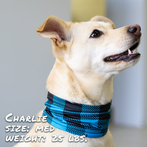 Buffalo Plaid Blue Pup Scruff — front product view
